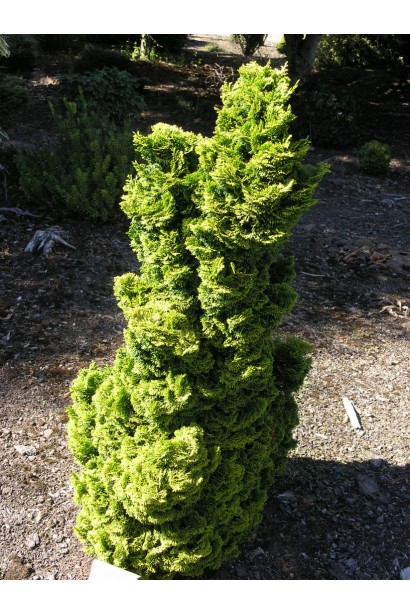 Компактная форма кипариса.